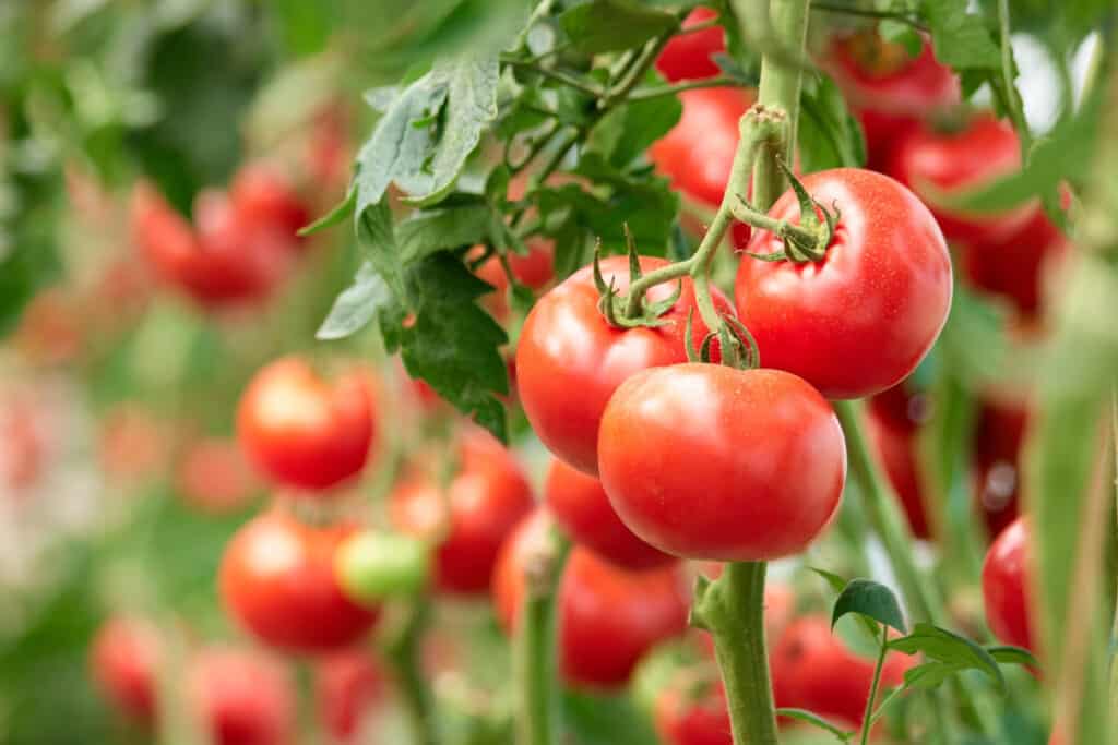 Fresh Tomatoes